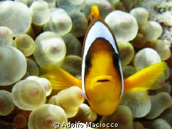 The Egyptian version of Nemo :-)
Sharm el Sheikh by Adolfo Maciocco 